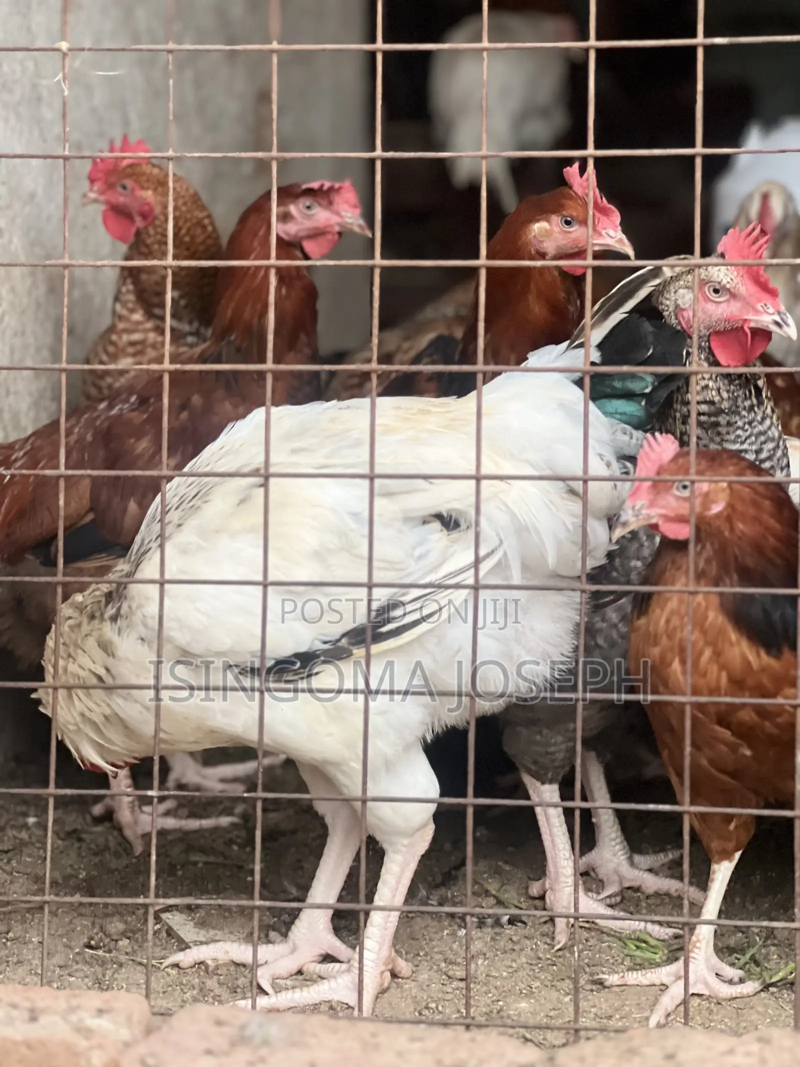 Kuroiler Chicken