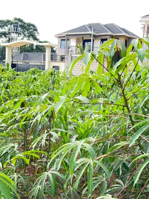 100by50ft Plot on Sale at Kira 4