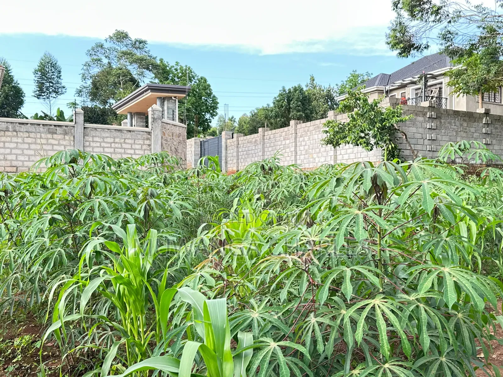100by50ft Plot on Sale at Kira 4