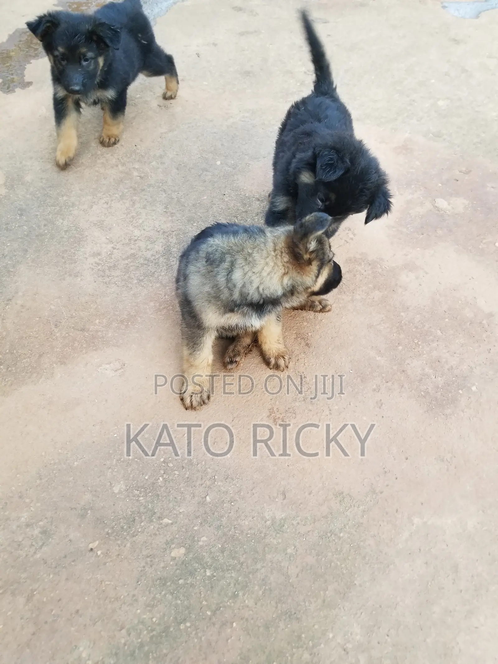1-3 months Male Purebred German Shepherd