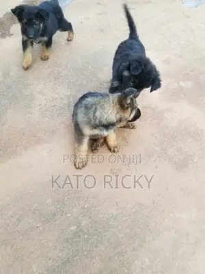 1-3 months Male Purebred German Shepherd