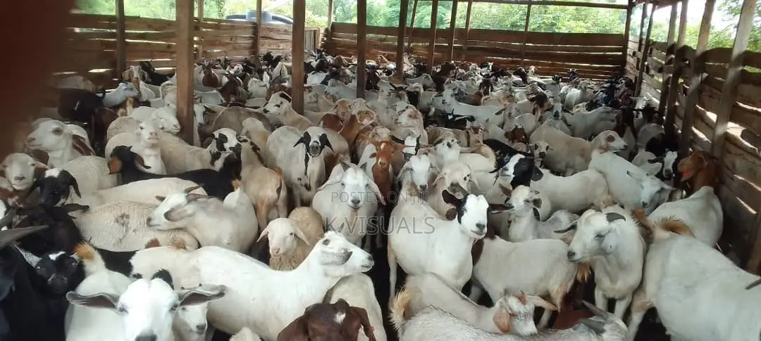 Goats for Sale. All Breeds