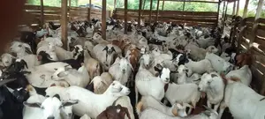 Goats for Sale. All Breeds