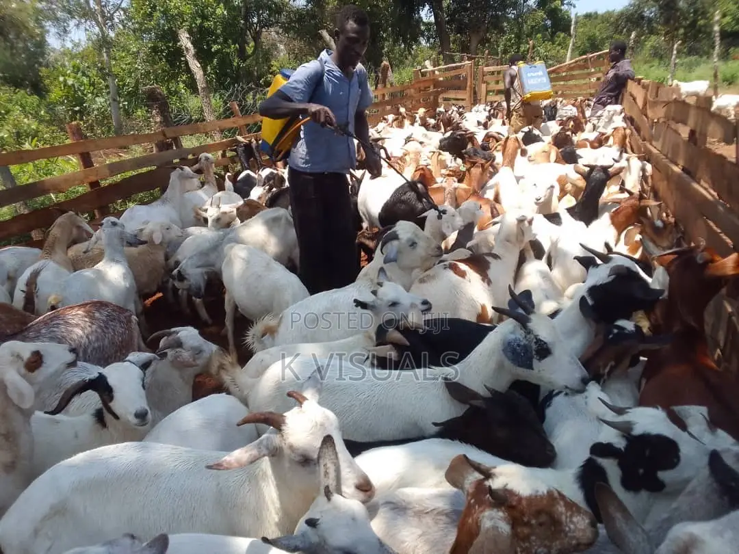 Goats for Sale. All Breeds