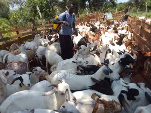 Goats for Sale. All Breeds
