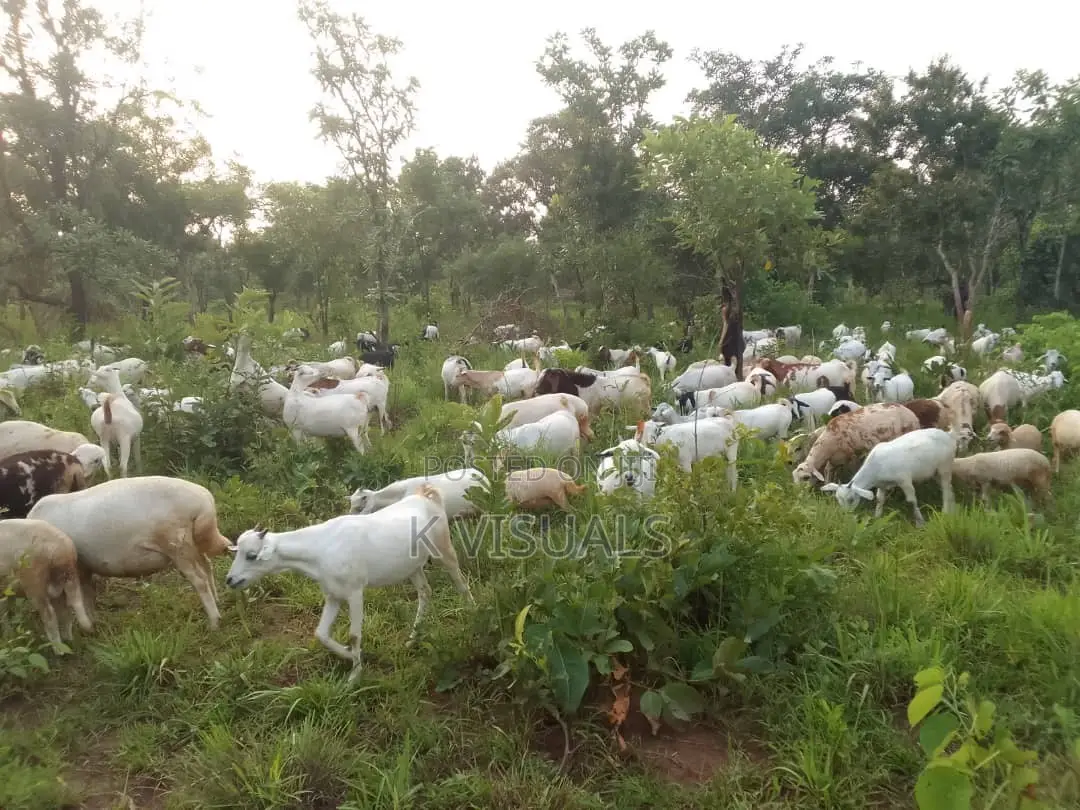 Goats for Sale. All Breeds