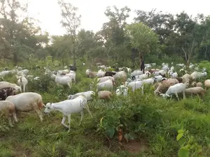Goats for Sale. All Breeds