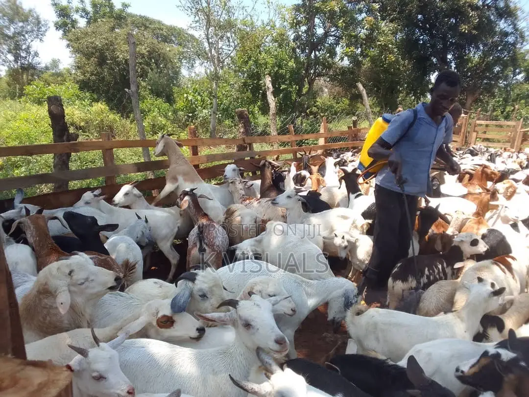 Goats for Sale. All Breeds