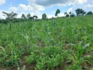 Land on Sale at Semuto