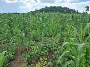 Land on Sale at Semuto