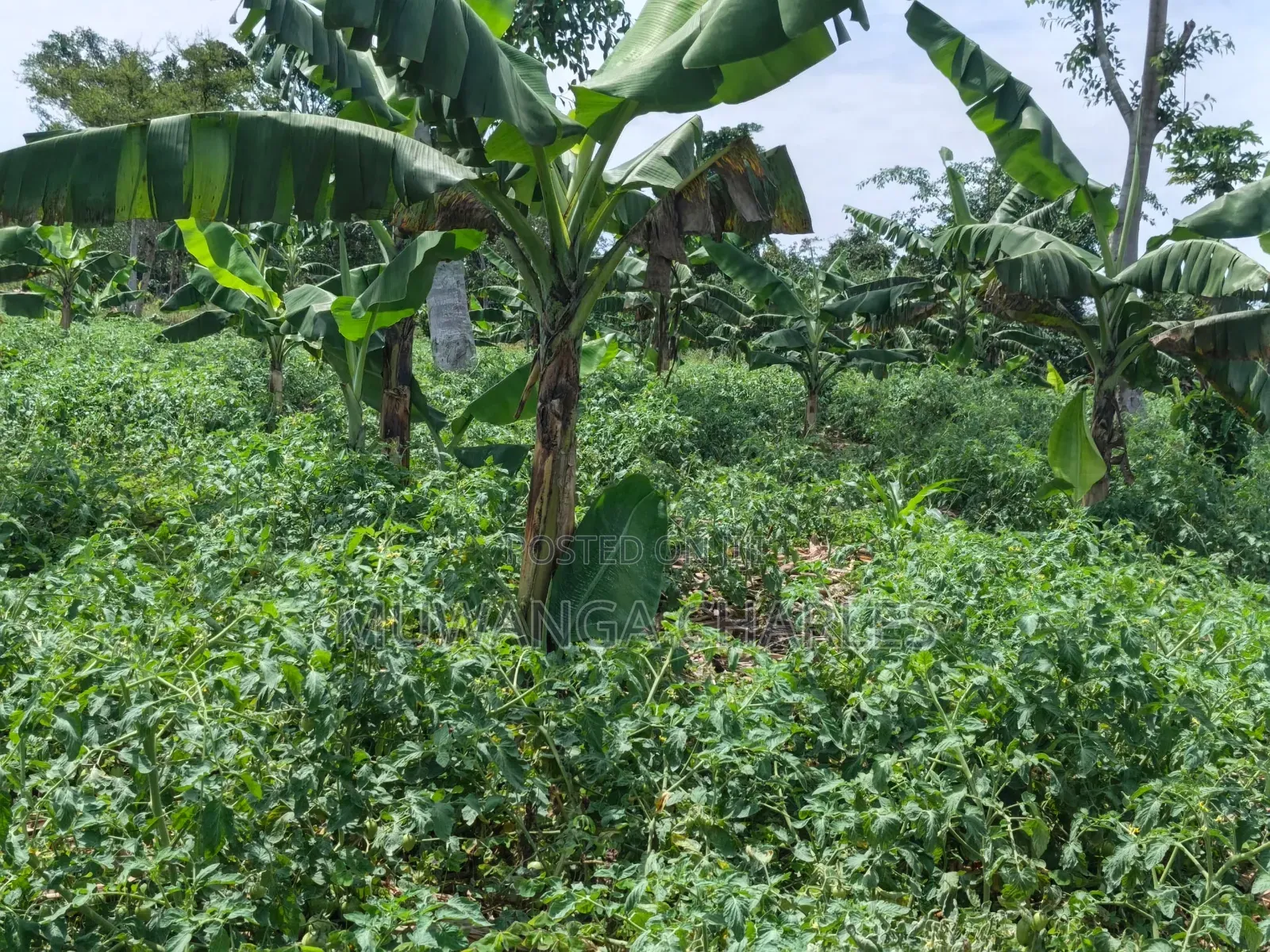 Land on Sale at Semuto