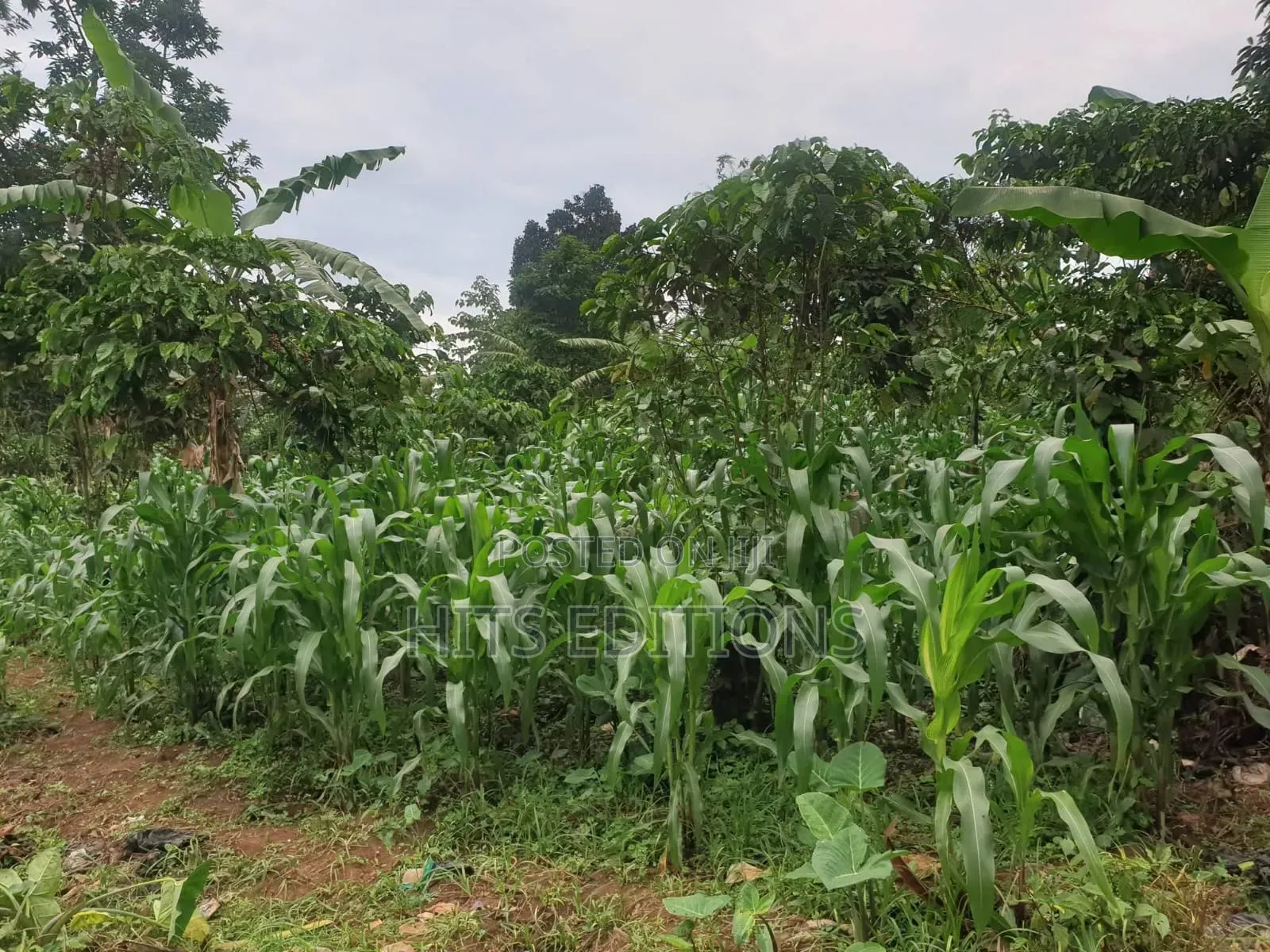Farm Land Suitale for Plantations Coffee Banana Etc