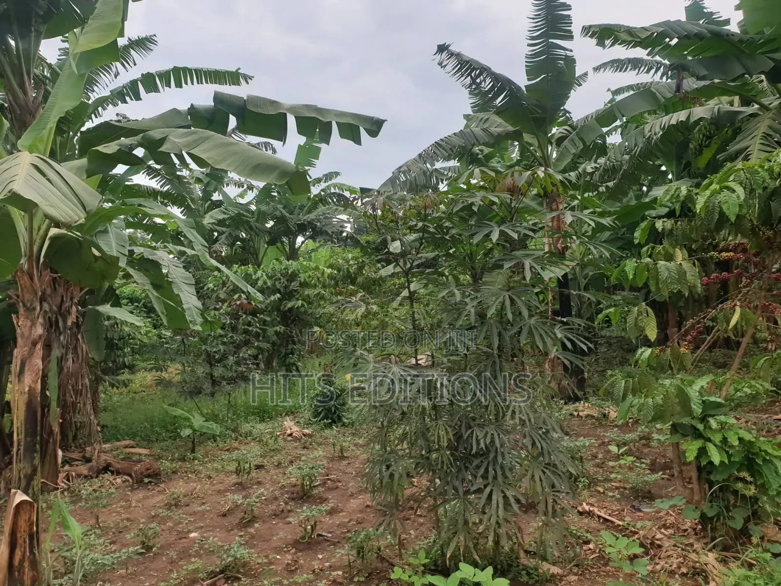 Farm Land Suitale for Plantations Coffee Banana Etc