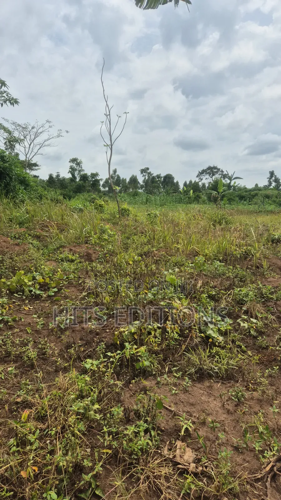 Farm Land Suitale for Plantations Coffee Banana Etc