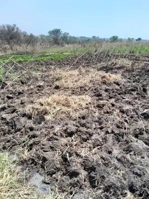 Farm Land for Rent OR Lease