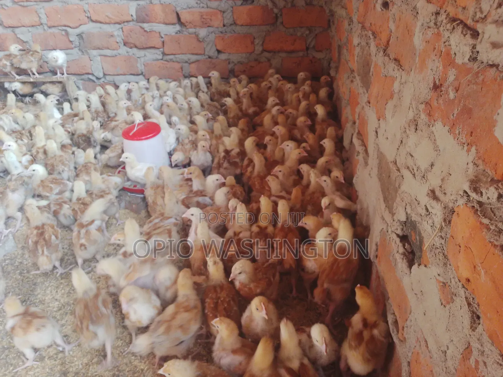 3 Weeks Chicks,saso F1,uzima Chicken Breeds