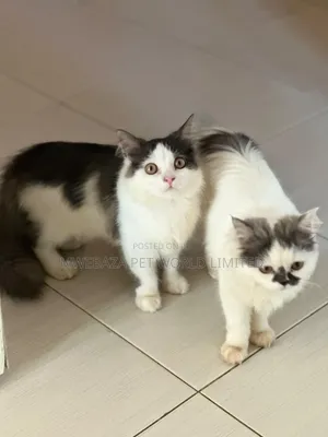 1-3 months Male Purebred Persian