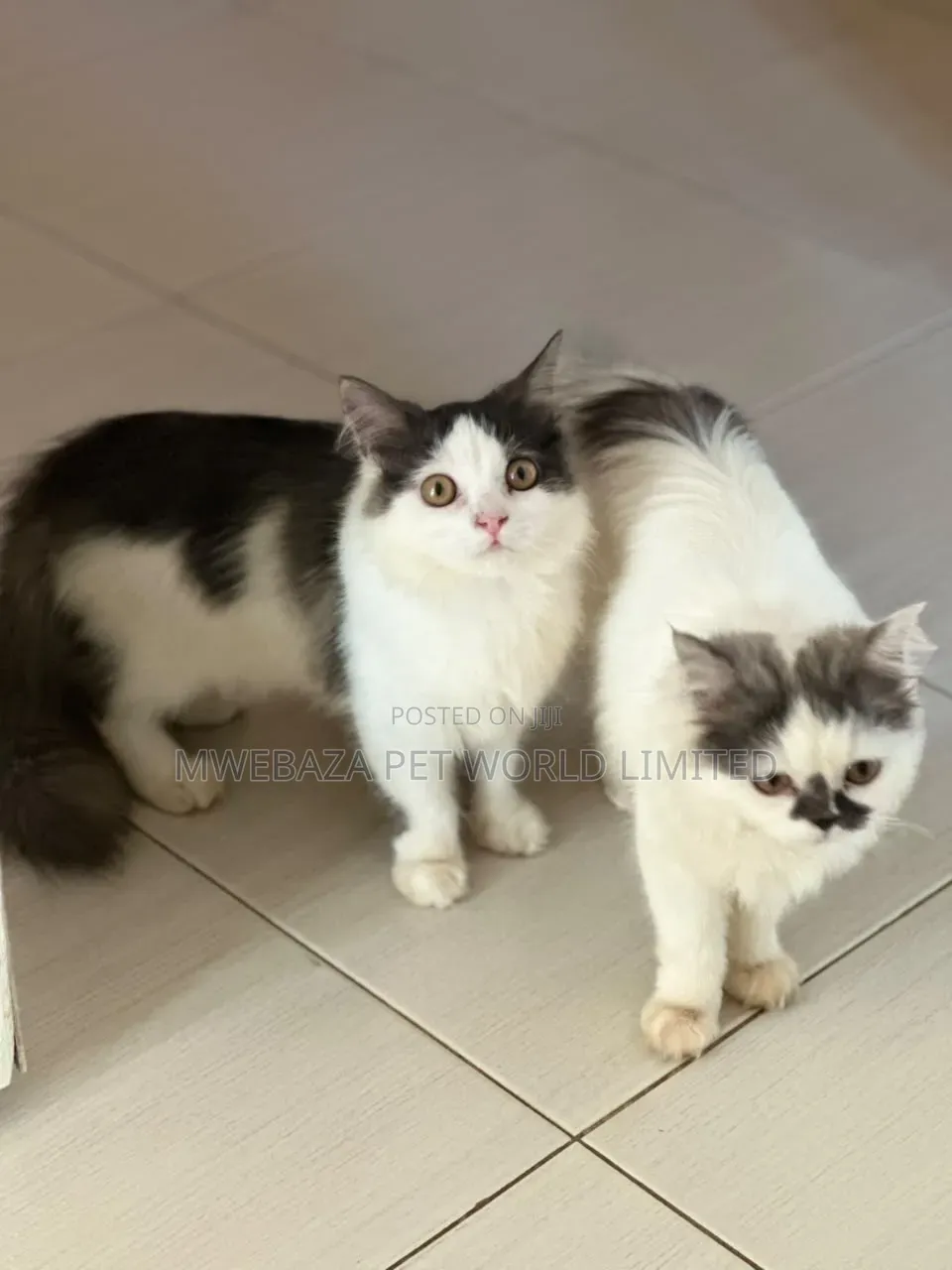 1-3 months Male Purebred Persian