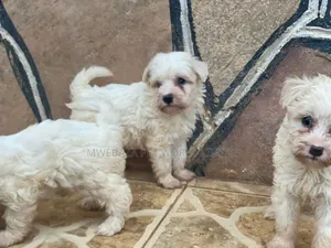 1-3 months Male Purebred Maltese