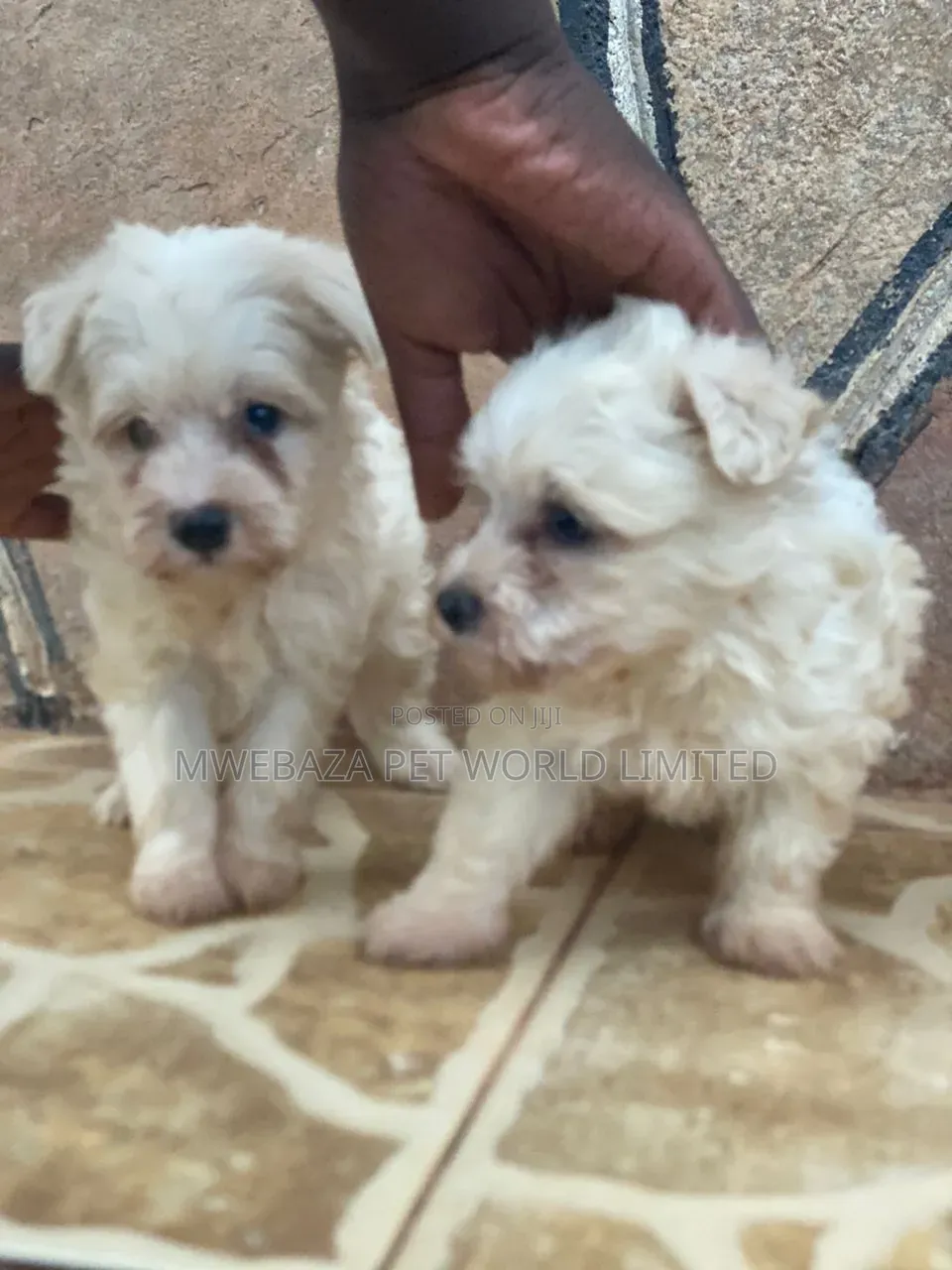 1-3 months Male Purebred Maltese
