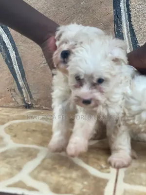 1-3 months Male Purebred Maltese