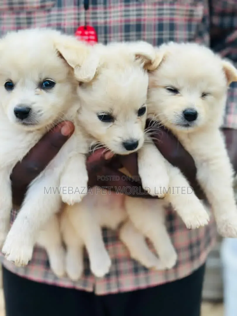 1-3 months Male Purebred Japanese Spitz