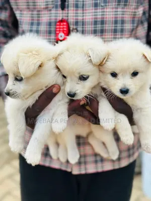 1-3 months Male Purebred Japanese Spitz