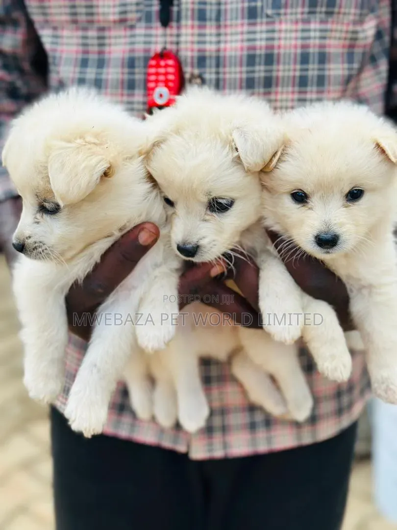 1-3 months Male Purebred Japanese Spitz