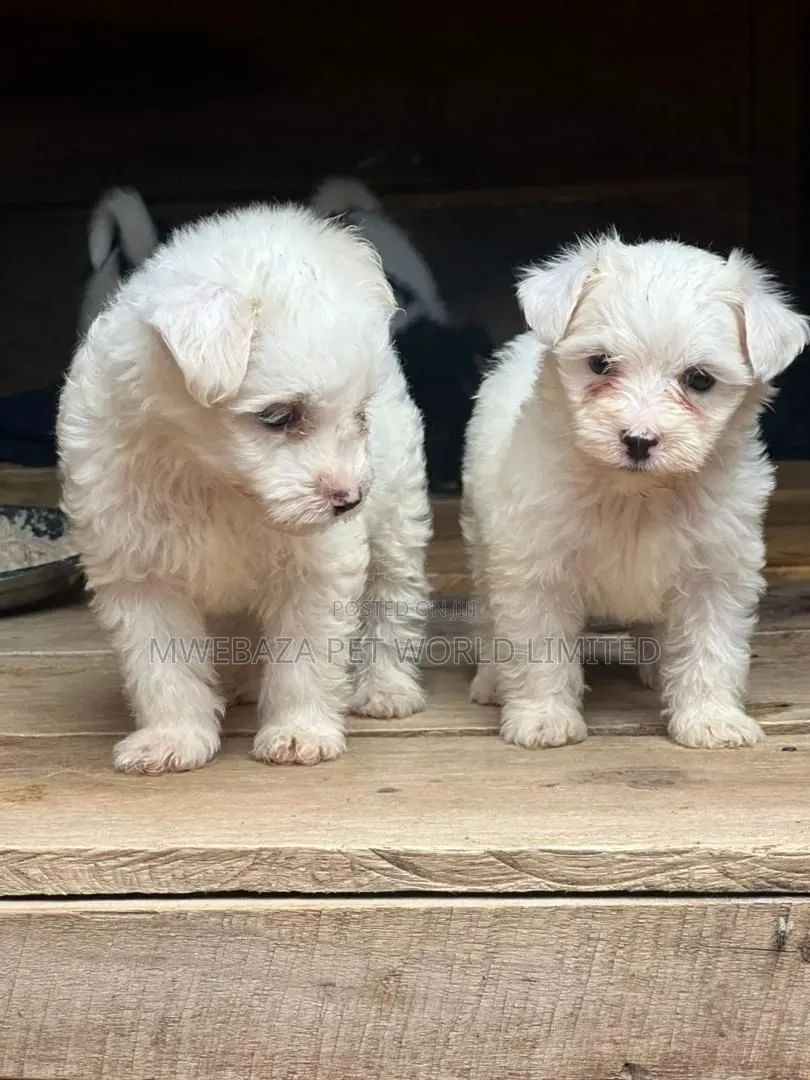 1-3 months Male Purebred Maltese