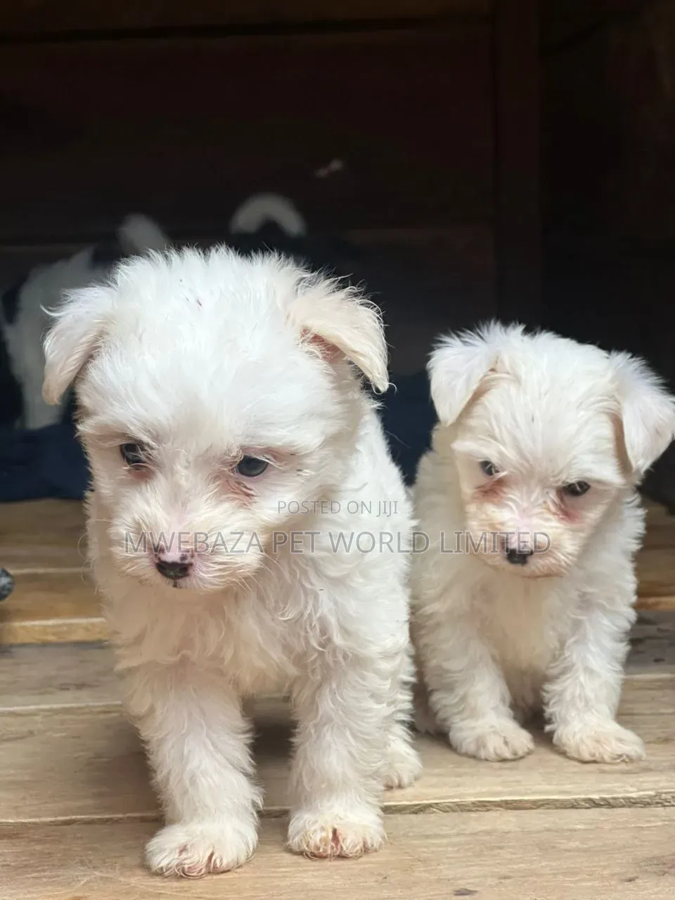 1-3 months Male Purebred Maltese
