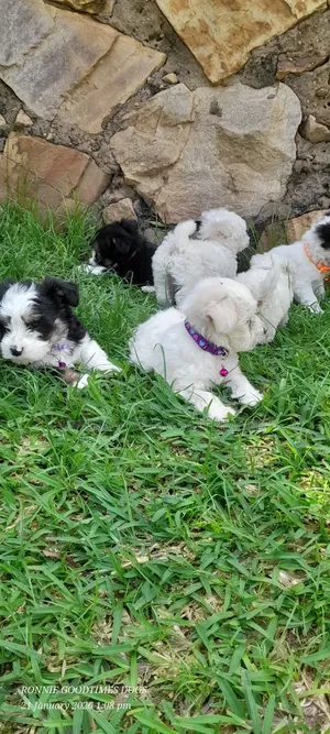 1-3 months Male Purebred Maltese