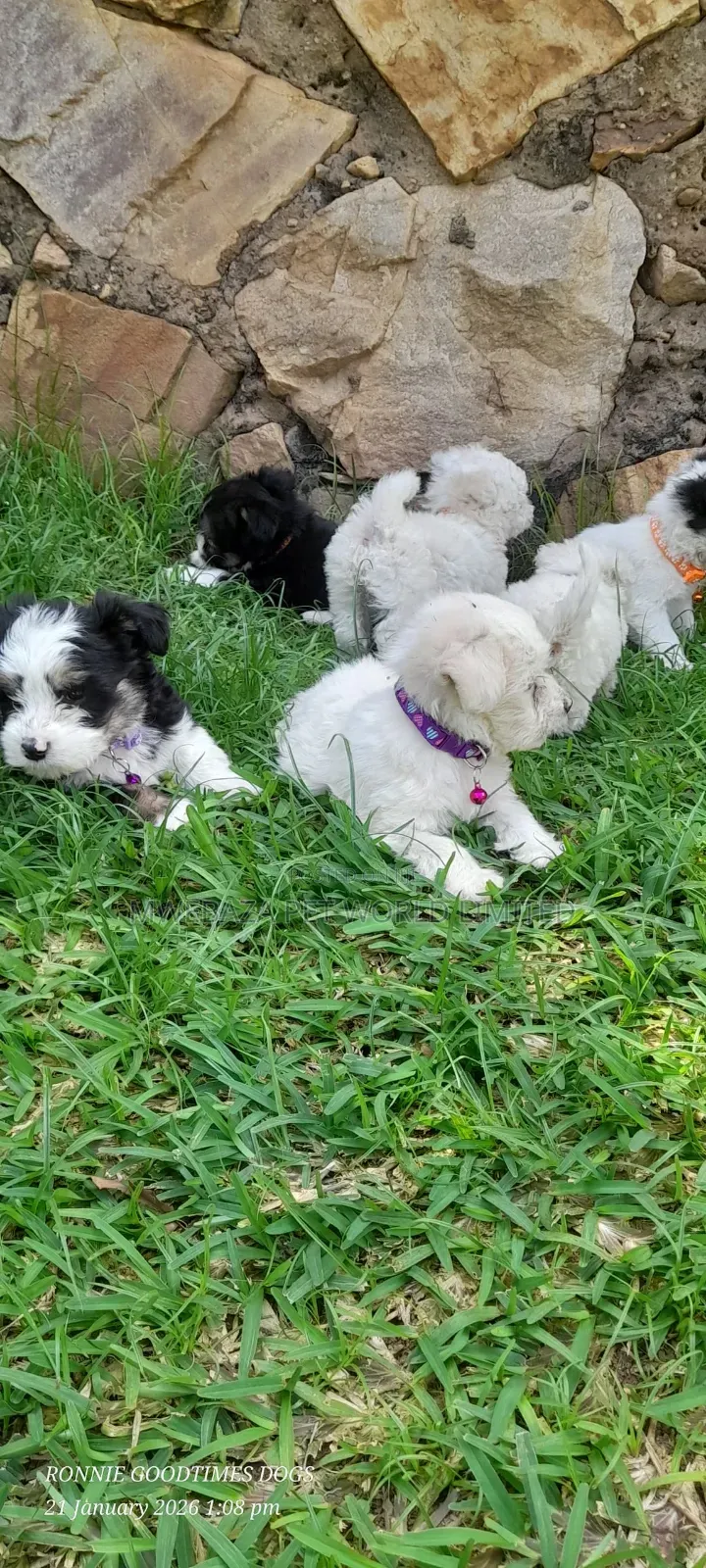1-3 months Male Purebred Maltese
