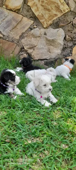1-3 months Male Purebred Maltese