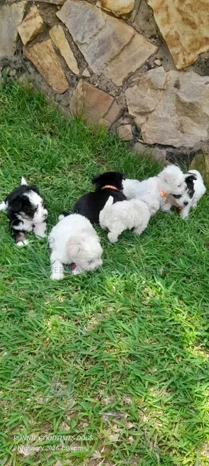 1-3 months Male Purebred Maltese