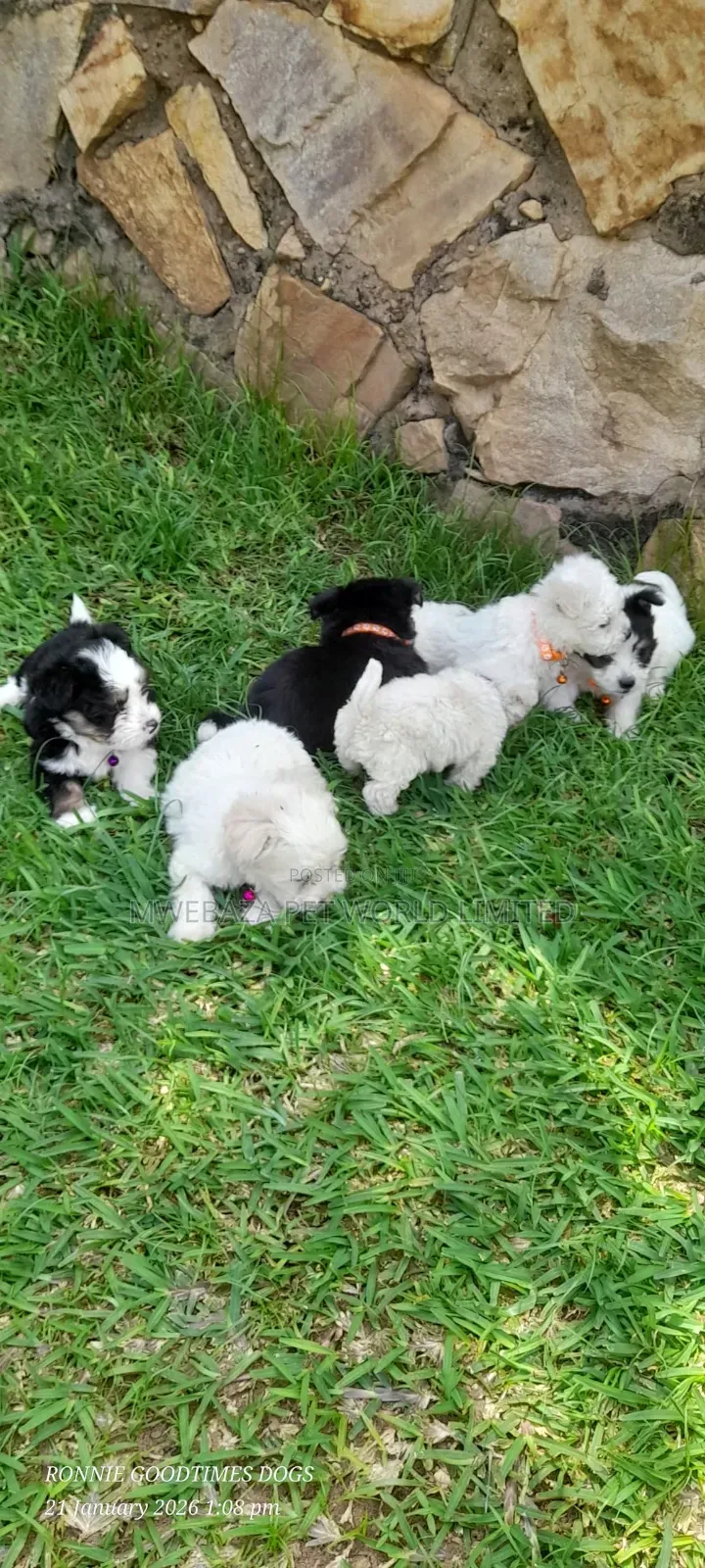 1-3 months Male Purebred Maltese