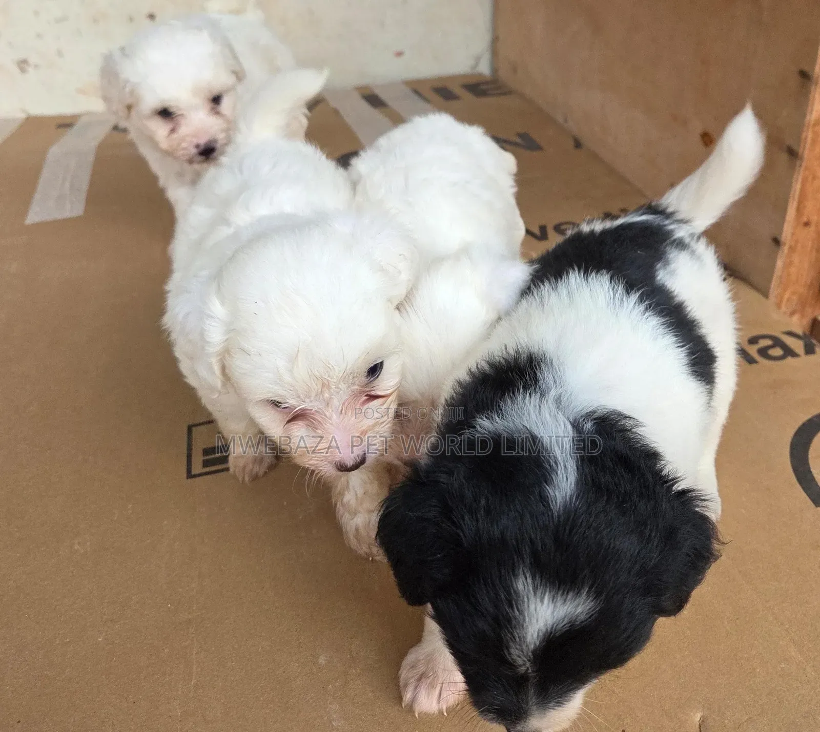1-3 months Male Purebred Maltese