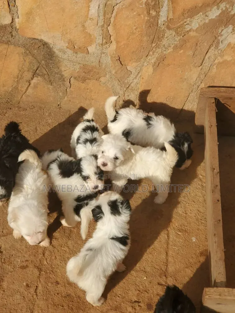 1-3 months Male Purebred Maltese