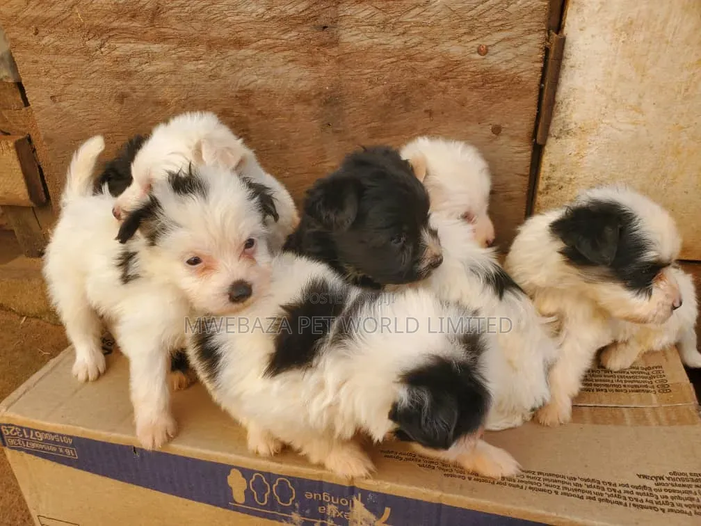 1-3 months Male Purebred Maltese