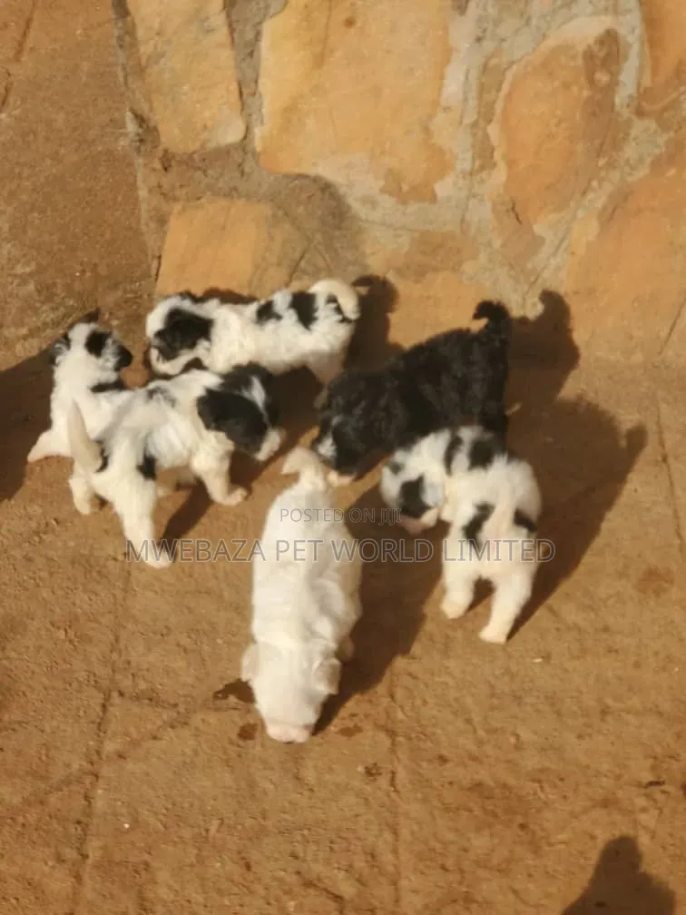 1-3 months Male Purebred Maltese