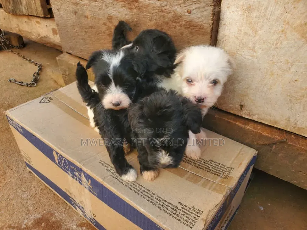 1-3 months Male Purebred Maltese