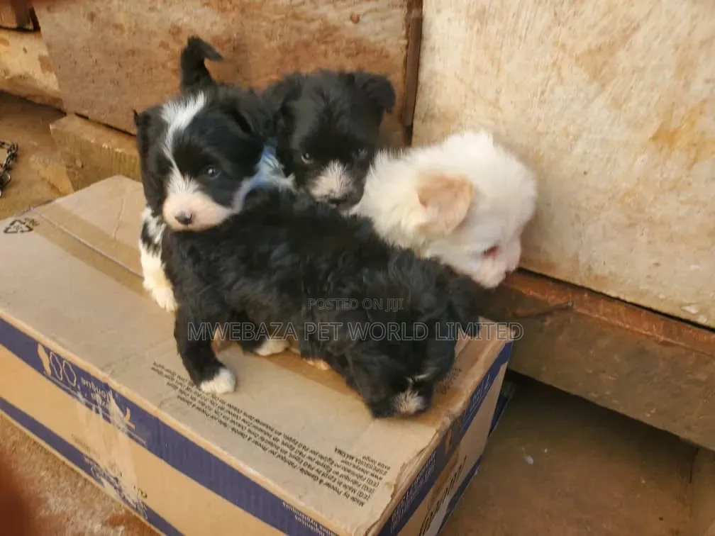 1-3 months Male Purebred Maltese
