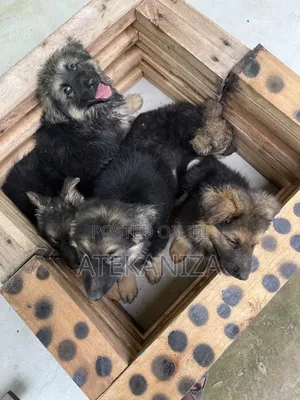 1-3 months Male Purebred German Shepherd