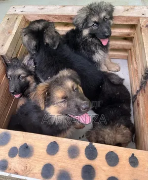 1-3 months Male Purebred German Shepherd