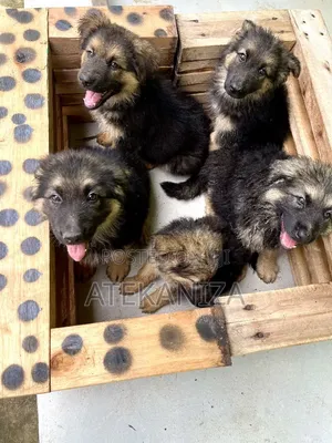 1-3 months Male Purebred German Shepherd
