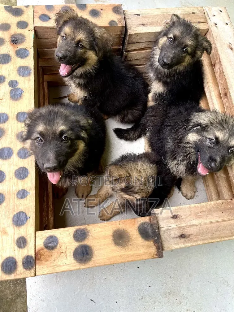 1-3 months Male Purebred German Shepherd