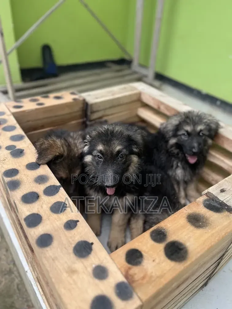 1-3 months Male Purebred German Shepherd