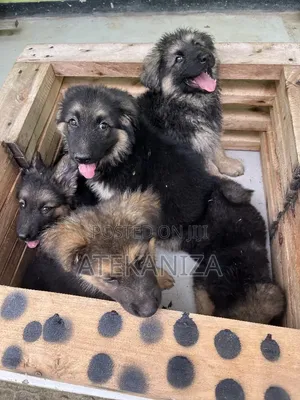 1-3 months Male Purebred German Shepherd