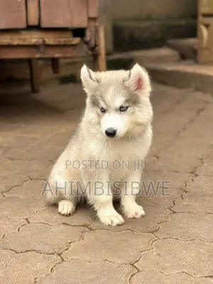1-3 months Female Purebred Siberian Husky