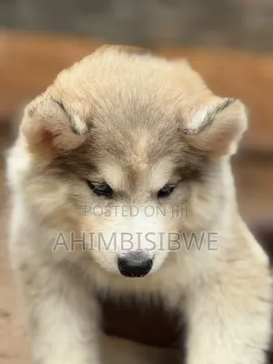 1-3 months Female Purebred Siberian Husky