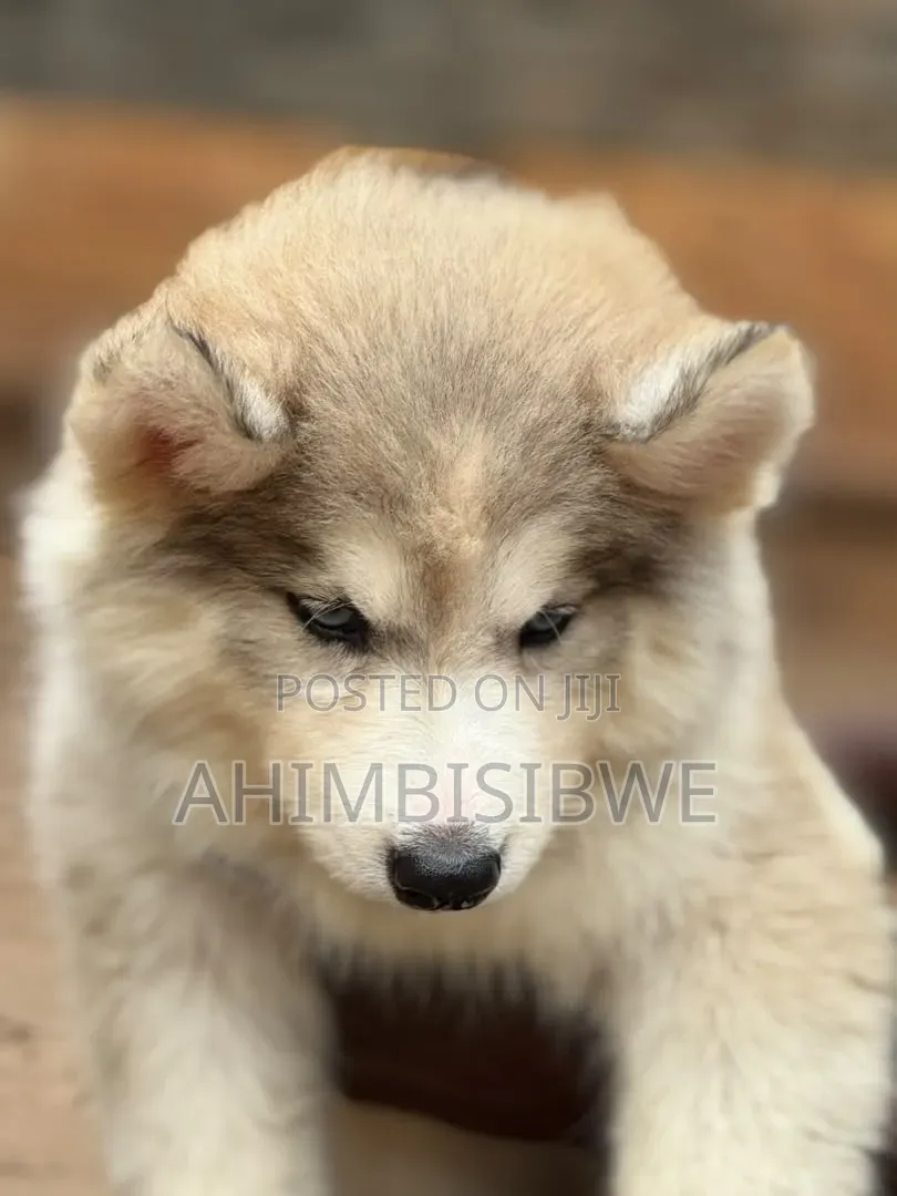 1-3 months Female Purebred Siberian Husky
